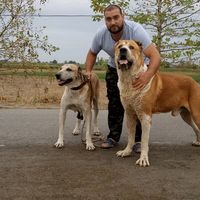 sehriyar_merdanli