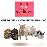 adaiandthecats