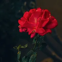 original sound - gray75943