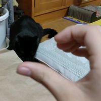 オリジナル楽曲 - ときとん🐈‍⬛ ͗