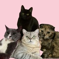 purrfect_4ever
