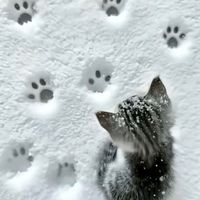 miwwyiq