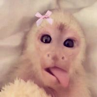 lycs.gabs