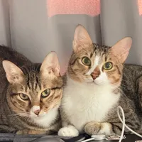 original sound - binbeozy