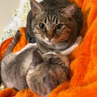 dona_cat0909