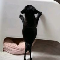 .luz_aquino