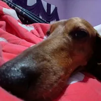 original sound - roque.comm