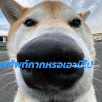 gocworgp8n5