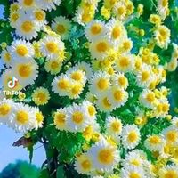 intaj_ali786