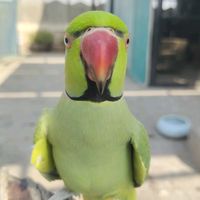 sam_khawaja1