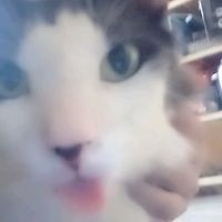 suara asli - кσяιzєη_dira🪼