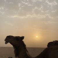 الصوت الأصلي