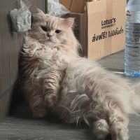 mint.pattama