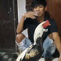 suara asli - Cakra wahyu D