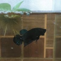 lovefightingfish