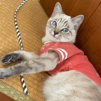 bobtail_chan