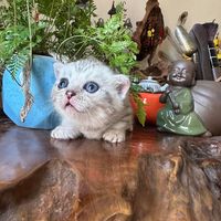 nhạc nền - Trao đổi uy tín Grow a Garden