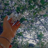 gul_5307