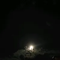 original sound - music_dmich