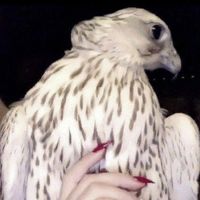 الصوت الأصلي