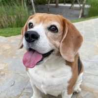 kirinthebeagle