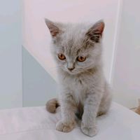 suara asli - lala 0698