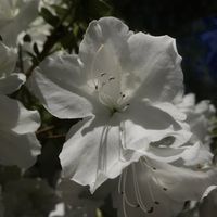 mi______216