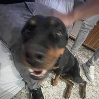 Segue eu