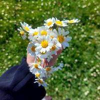 Agır Berda Cane Min.Müzik