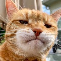 suara asli - xinnnthink