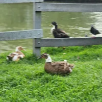 original sound - lannyscordero6