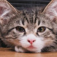 suara asli - okelaaah