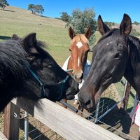 aussiehorse