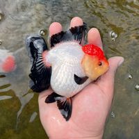 .goldfish4