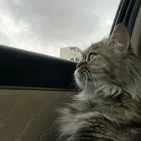 original sound - __izzzzzz__