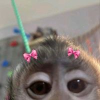 abb_xzz