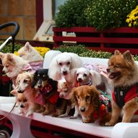10dogs.kk