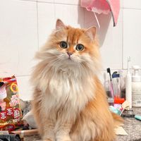 secondmssheshe