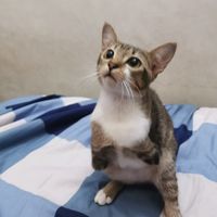 dinocattutu