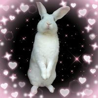 lovely.rabbit7