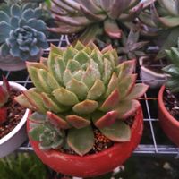 nhạc nền - À Ɩôყ ꧂