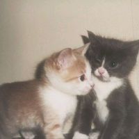 เสียงต้นฉบับ - น้อง NeX._.