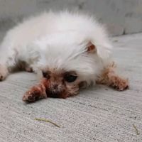 原聲 - ❤️小娟❤️