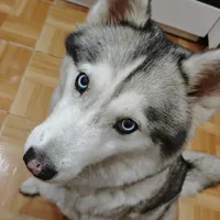 original sound - husky_family22