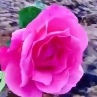 rm_rm03
