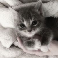 เสียงต้นฉบับ - shin(ชิซิน)