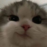 vvpiv_11
