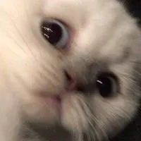 original sound - kayzinyoon