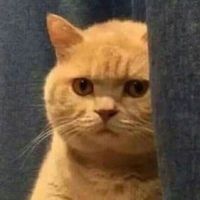 michiamomeowmeow