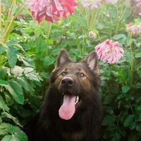 thebaddogbrigade